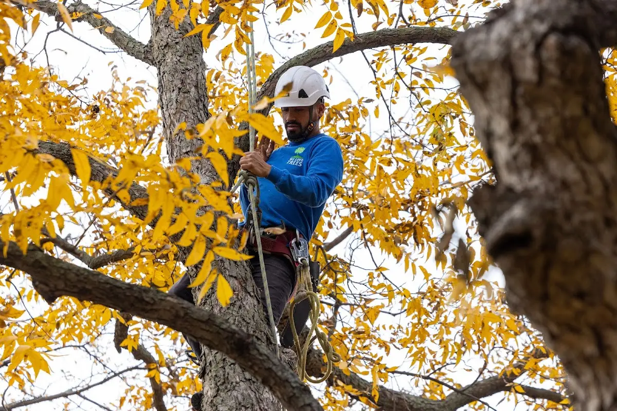 Skilled Storm Damage Cleanup crew working in Sully