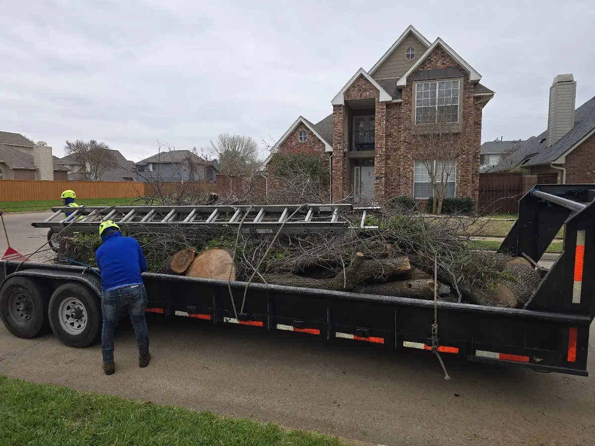 Expert Tree Removal with proper safety equipment in Sully